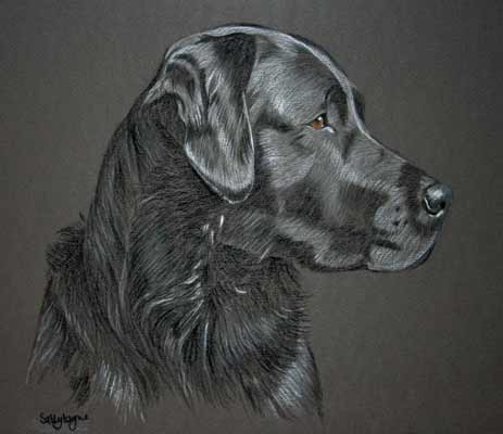 Black Labrador - portrait of Tide