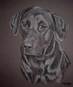 Wee Man - pastel portrait of black Lab