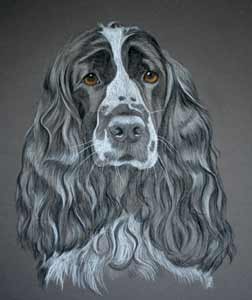 Pastel Portrait of English Springer Spaniel - Lucy 