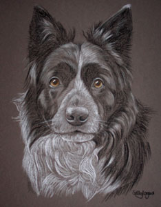 gemma - border collie portrait