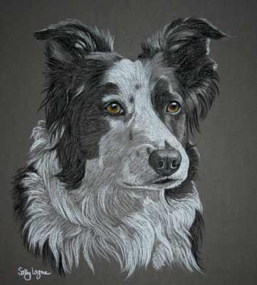 Border Collie - Portrait of Meg 