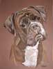 boxer dog  portrait - ali