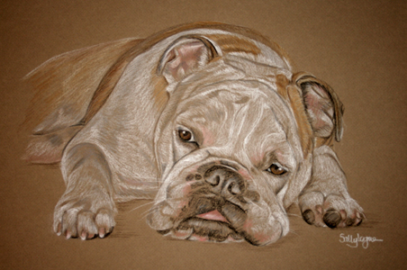 british bulldog Daisy's portrait