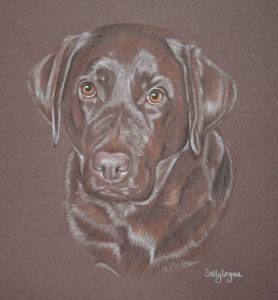commissioned portrait of chocolate lab - Blade