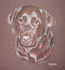 pastel portrait of Blade - Chocolate Labrador