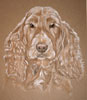 cocker spaniel - abbey 2