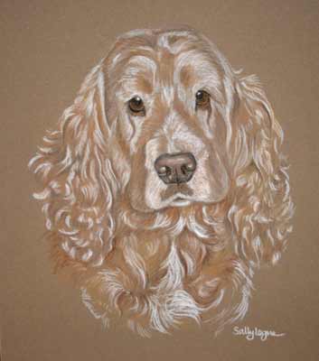 Abbey - Cocker Spaniel Portrait 