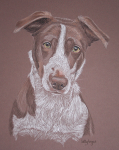 pastel portrait of red border collie - Jazzy