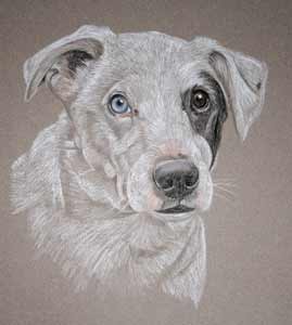 pastel portrait of Patch - Jack Russel X