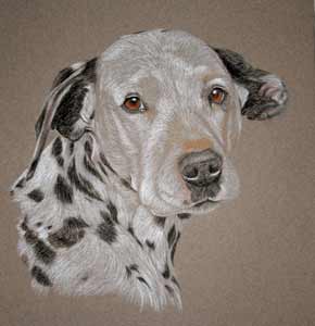 dalmation dog portrait - Spice