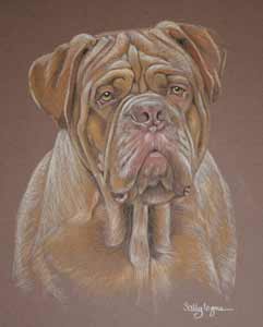 dogue de Bordeaux portrait