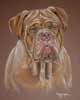 dog de bordeaux portrait - charlie