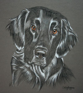 commissioned pastel portrait of flat coat retriever - Dillon