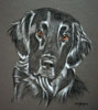 flat coat retriever portrait in pastel - dillon