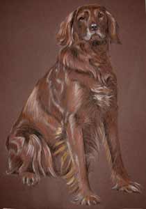 Flat Coat Retriever portrait - Shirley