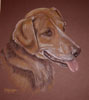 foxhound portrait - Rosie