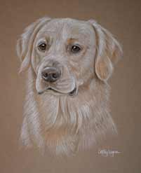 Golden retriever Paddy's portrait 