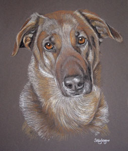 german shepherd cross - portrait of Harry