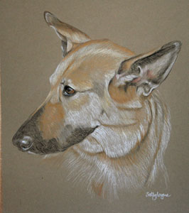 Roxy's portrait - german shepherd dog in pastel