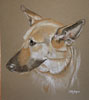 german shepherd portrait - Roxy