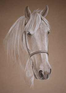 Magnum - white/grey horse portrait