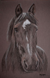 Sparkie - horse portrait - connermara X 