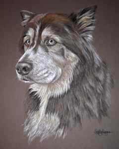 Ollie's portrait - huskey cross