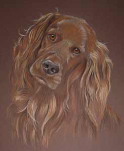 Irish Setter Basil's Portrait