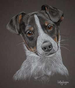 Pastel portrait of Jack Russel dog - Meg