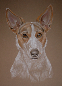Buster - Jack russell portrait 