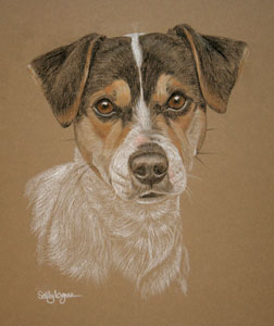 commissioned portrait of Jack russel - Jack