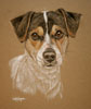 Jack russell - Jak