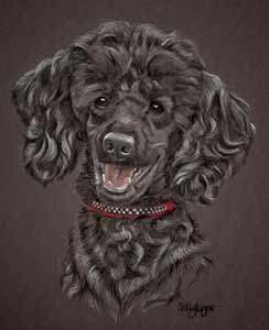 miniature poodle -  Megan's portait