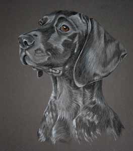 portrait of german short haired pointer - Della