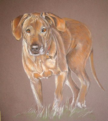 rhodesian ridgeback portrait Jabu