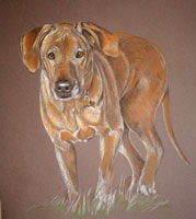 ridgeback dog portrait in standing pose