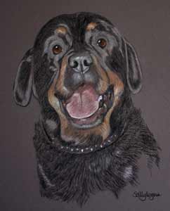 Portrait of Omen - rottweiller in pastel