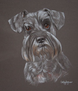 pastel portrait of Barney - schnauzer