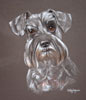 schnauzer portrait - Barney