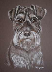 pastel portrait of Ruby the Schnauzer