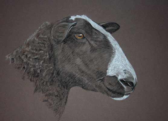 pastel portrait of Zwartbles Tup