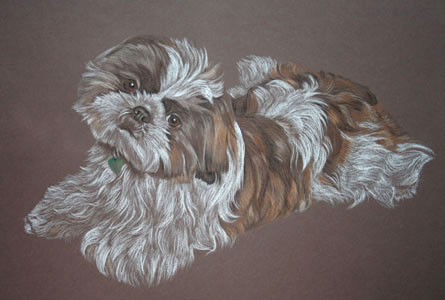 commissioned portrait of a shih tzu - Alfie