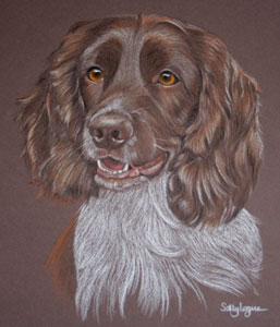 springer spaniel - Bracken