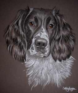 Bramble's portrait - springer spaniel