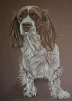 Springer spaniel portrait - Essie