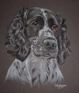 pastel portrait of Springer Spaniel - Minnie