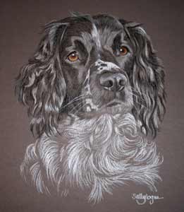 Oscar - black and white springer spaniel portrait