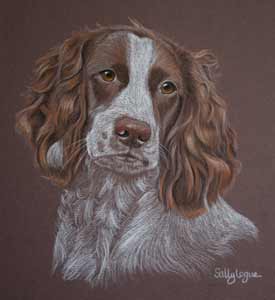 Meg's portrait - springer spaniel in pastel