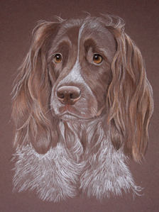 Springer Spaniel portraits - Tango