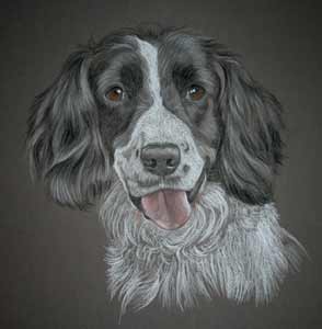 Pastel portrait of Tia - black and white springer spaniel